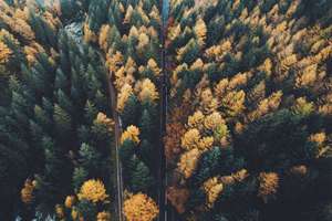 梦见大狗咬小狗(梦见大狗咬小狗有什么预兆)