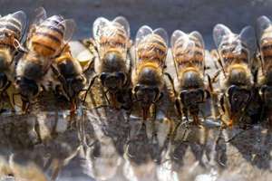 梦见很多麻(梦到家里很多干苎麻是什么意思)