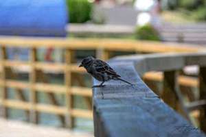 梦见水急流(梦见河水很大很急流是什么意思预兆)