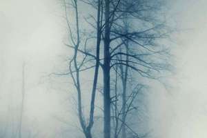 梦见许多青蛙(梦见好多好多青蛙有什么预兆)