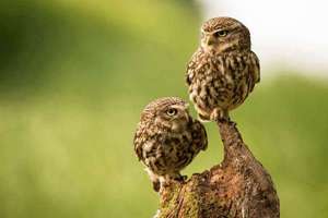 梦见两只大狗(梦见两条大狗是什么意思)