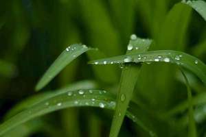 梦见洗花生(梦见洗花生有什么预兆)