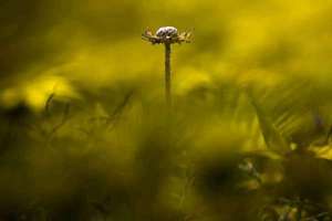 做梦梦见鱼死了(梦见鱼死了是什么预兆)