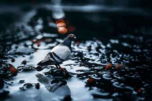 梦见杏花开(做梦梦到杏花开是什么意思)