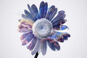 梦见老婆吃屎(梦见老婆吃屎有什么预兆)