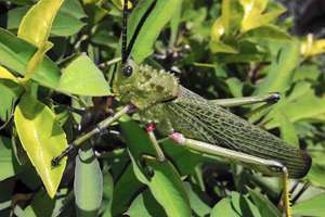 杨艺起名(杨艺什么意思)