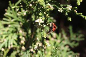 国历一月份生日是什么星座(国历1月是什么星座)