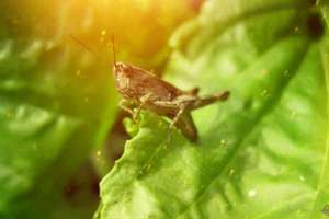 梦见自己放牛(梦见我了放牛有什么预兆)