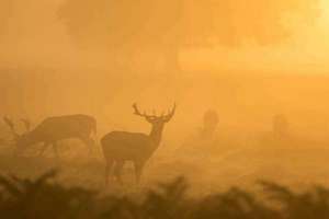 梦见朋友生了一个女儿(梦见朋友生了个女儿是什么意思)