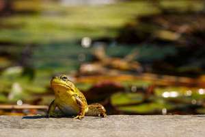 梦见四只小狗(梦见四只小狗征兆有什么预兆)