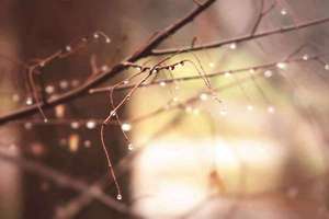 梦见长毛(梦见长了毛发有什么预兆)