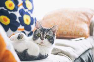 梦见青笋(梦见很大颗的青笋是什么意思)