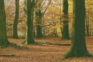 梦见大西红柿(梦见大西红柿有什么预兆)