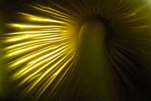 女孩聪明才华横溢的名字(女孩博学多才睿智聪明的名字)