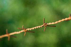 梦见儿子被狗咬(梦见我儿子被狗咬了代表什么)