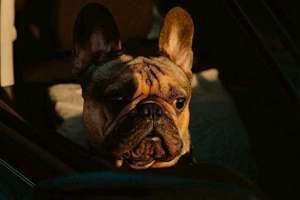 问道结拜起名(问道个性结拜名称有哪些)