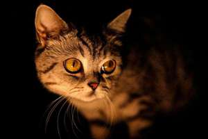 梦见刚出生的小狗(梦见刚出生小狗有什么预兆)