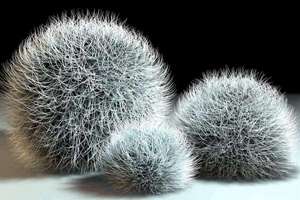 吊兰可以放在卧室吗(吊兰为什么不能放在卧室)