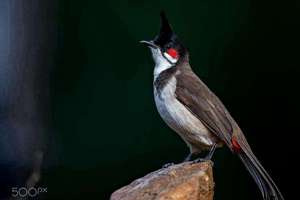 做梦刷牙是什么意思(梦见刷牙是什么预兆)