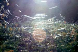 梦见很多牛是什么兆头(梦到很多牛征兆好不好)