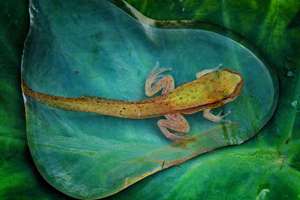 梦见身份证坏了(梦到了身份证坏意味着什么)