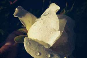 星座解说(十二星座最全面解析)