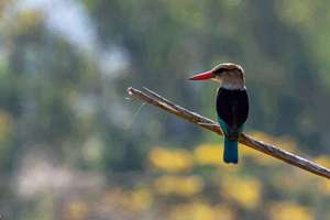 梦见打死很多虫子(梦见杀死很多虫子是什么意思)
