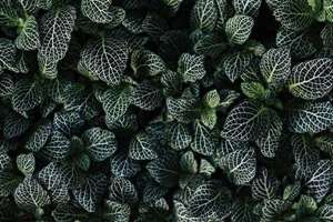 梦见和亲兄弟打架(梦见和兄弟打架是什么意思)