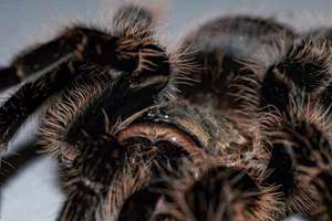 孕妇梦见树叶(梦见孕妇梦见树叶是什么意思)