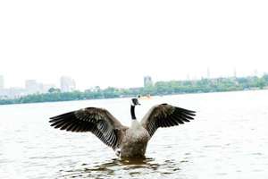 老公梦见我怀孕(老公梦见我怀孕有什么寓意)