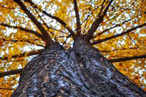 梦见自己面试成功(梦到面试成功是什么征兆)