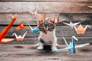 蒙姓男孩起名100分(蒙姓男孩100分名字大全)