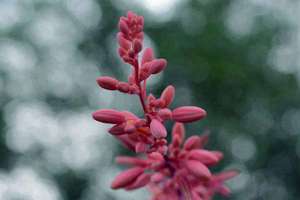 梦见雷劈树(梦见雷劈树是什么意思)