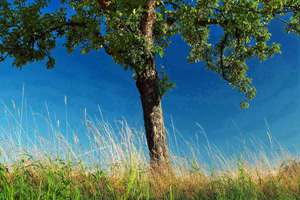 龙字辈起名(姓龙取什么名字比较好)