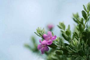 梦见乘船(梦见乘船代表什么意思)