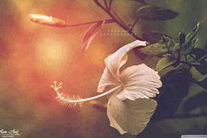 然字五行属什么(然字五行属什么寓意女孩名字)