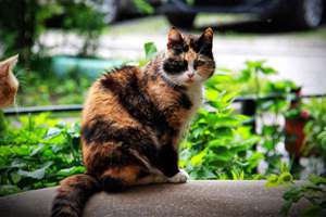 梦见自己去日本旅游(梦见去日本旅游意味着什么)