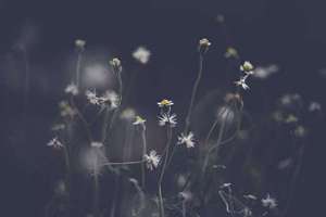 梦见包菜是什么意思(预兆周公解梦寓意)