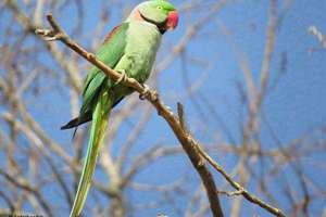梦见动物会说话(梦见动物会说话有什么预兆)