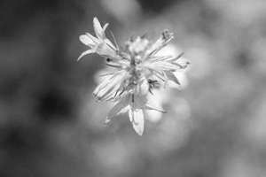 梦见恐龙化石(梦见恐龙是什么意思)