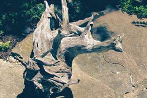 起名字苏(苏字取名的寓意和含义)