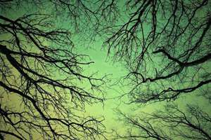 梦见狐狸周公解梦(梦见狐狸是什么预兆)