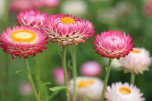 方下巴面相(为什么方下巴的人都命好)