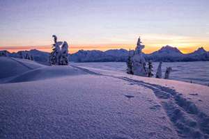 梦见切韭菜是什么意思(预兆周公解梦寓意)