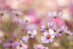 梦见小孩出牙(梦到小孩出牙是什么征兆)