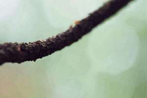 大富大贵八字丙寅日柱(解析什么是丙寅日柱)