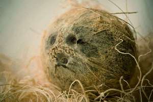 梦见追黑熊(梦见追黑熊是什么意思)