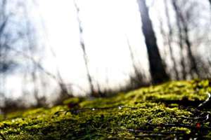 梦见别人吃虾(梦见吃虾是什么意思有什么预兆)