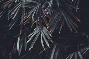 梦见翡翠玉石(梦见玉石翡翠什么意思)