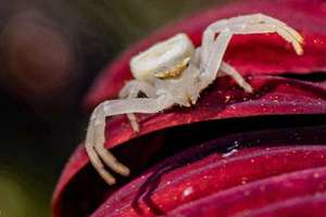 梦见扫墓花篮(梦到坟墓花圈是什么预兆)